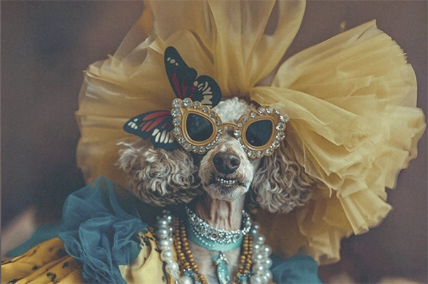 Decoupage Tissue Paper - Crazy Dog Dress-Up (50.8cm x 76.2cm) - Rustic Farmhouse Charm