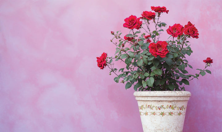 NEW! IOD Paint Inlay - DITSY BLOOM (set of eight 12"x16" sheets) - Rustic Farmhouse Charm