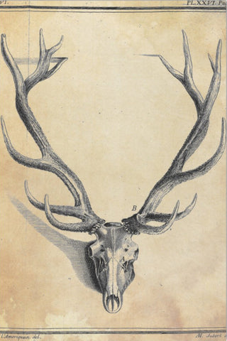 Decoupage Tissue Paper - Stag Skull with Antlers (50.8cm x 76.2cm) - Rustic Farmhouse Charm