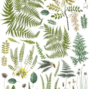 FRONDS BOTANICAL Transfer Pad by IOD (set of four 12"x16" sheets) - Rustic Farmhouse Charm
