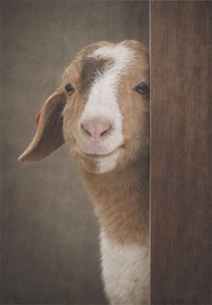 Decoupage Tissue Paper - Peekaboo Little Goat (35.56cm x 50.8cm)