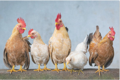 Decoupage Tissue Paper - Chickens in a Row (50.8cm x 76.2cm) - Rustic Farmhouse Charm